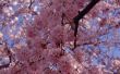 Cherry Blossom middelpunt ideeën