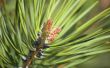 Ziekte & Pest-resistent Pine bomen die snel groeien
