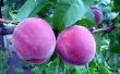 Hoe de zorg voor een perzikboom te maken grote perziken