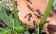 Hoe maak je een zelfgemaakte Ant remedie met Borax