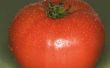 Hoe zet ik een verse tomaat goed voor toekomstig gebruik?