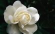 De betekenis van een enkele witte roos