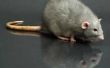 Wat zijn de gevaren van het schoonmaken van Rat ontlasting?