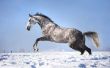 Hoe een paard om Warm te houden in de Winter