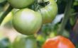 Solanine inhoud in rijpe Vs. groene tomaten