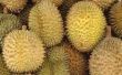 Durian boom aanpassingen