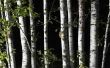 Hoe te te verfraaien met Birch Tree ledematen
