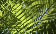 Hoe palmbomen met uitlopers te fokken