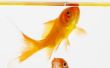 Tekenen van overvoeren Goldfish