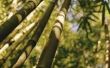 Insecten die in bamboe leven