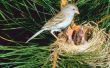 De beste manieren om te voorkomen dat vogels bouwen nesten onder een dek