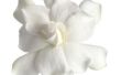 Hoe de zorg voor Dwarf Gardenias