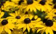 How to Plant Black Eyed Susan