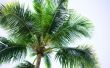 Californië palmbomen & kevers