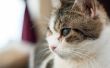 Natuurlijke remedie voor een kat met een verkoudheid in het oog
