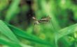 Wat trekt & stoot muggen & Gnats