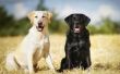 Verschil tussen vrouwelijke & mannelijke Labrador Retrievers