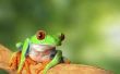 Levenscyclus van de Red Eyed Tree Frog