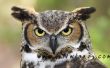Hoe vindt u een Great Horned Owl