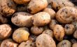 How to Grow Yukon Gold aardappelen