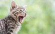 Tekenen & symptomen van Herpes bij katten