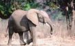 Belang van olifanten
