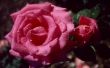 Waarom draait een Rose Petal rand bruin?