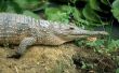 Schoenendoos projecten voor kinderen op de Alligators