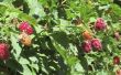 How to Grow Boysenberries