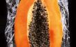Het uitpakken van de olie van Papaya zaden