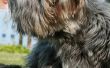 Hoe uw hond in de Eucalyptusolie bad voor vlooien