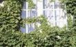 Caterpillar schade aan Algerijnse Ivy