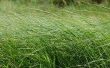 How to Grow tarwegras hydrocultuur