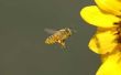 Honey Bee informatie voor kinderen