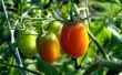 Gevolgen van Over tomatenplanten water geven