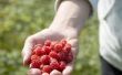 De beste bodem voor Raspberry planten