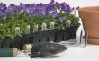 Hoe een paarse passie Plant object doorgeven
