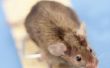Hoe muizen uit koker werk houden