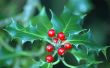 Wat doet de kerst Holly Plant vertegenwoordigen?