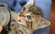 How to Take Care van een pasgeboren Kitten zonder een moeder