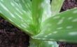 Het verschil tussen Agave en Aloe planten