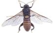 Hoe kan ik voorkomen dat wespen maken nesten op mijn veranda?