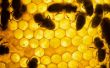 Hoe te beginnen een bedrijf van de bijenteelt