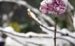 Winter zorg voor hortensia planten
