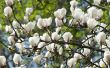 Magnolia bomen verliezen hun bladeren?