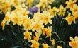 Wat is het verschil tussen een Daffodil & een Narcissus?