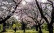 Lijst van Japanse bomen