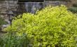How to Care for Caleidoscoop Abelia