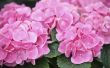 Hoe te behandelen bodem to Make hortensia's roze