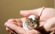 Interessante manieren om zich te ontdoen van muizen